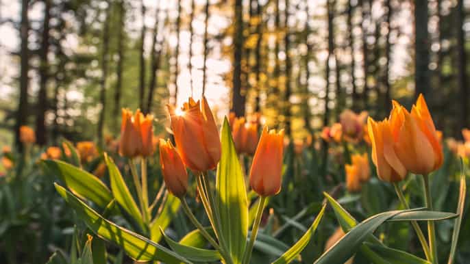 amsterdã excursão guiada romântica de luxo em keukenhof com coleta