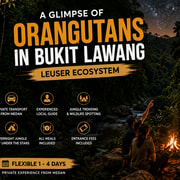 From Medan: A Glimpse of Orangutans Terkking in Bukit Lawang