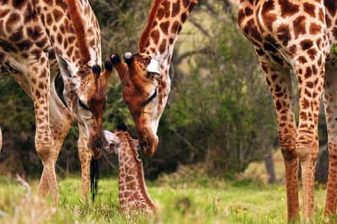 Port Elizabeth: Game Reserve Driving Tour
