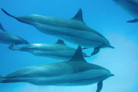 Marsa Alam: Boat Trip & Dolphin House Snorkeling with Lunch