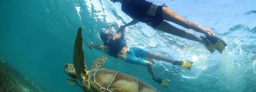 Riviera Maya: tour di snorkeling tra tartarughe e cenote