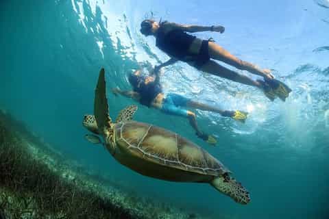 Cancun or Playa del Carmen: Turtles & Cenote Snorkeling Tour
