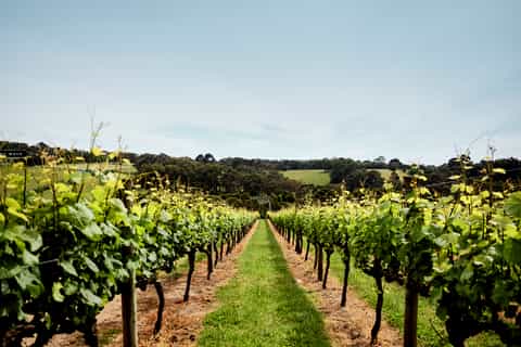 Mornington Peninsula: 3-Hour Wine Discovery and Tasting