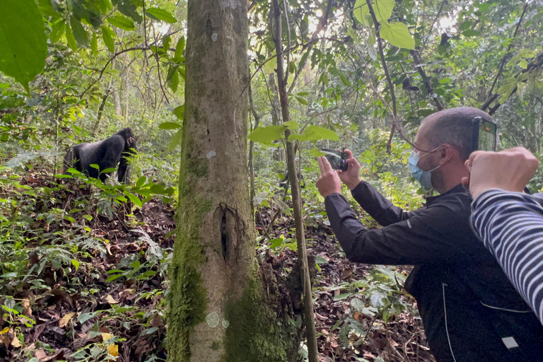 8-dagars vandringsresa med gorillor i Rwanda, Uganda och Kongo (DRC)