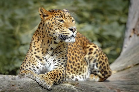 Wilpattu National Park: 3-Hour Morning or Evening Safari
