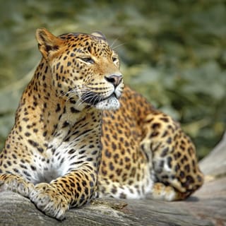 Wilpattu National Park: 3-Hour Morning or Evening Safari