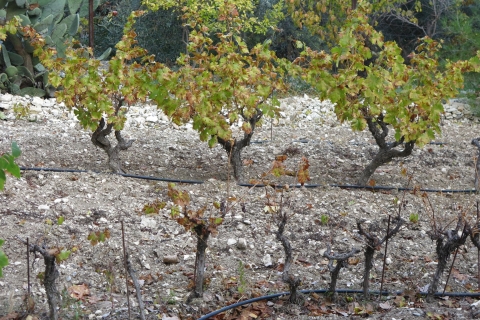 Grape Escape: visite des vins de la montagne Troodos avec un localDe Larnaca: visite des vins de la montagne Troodos avec un local