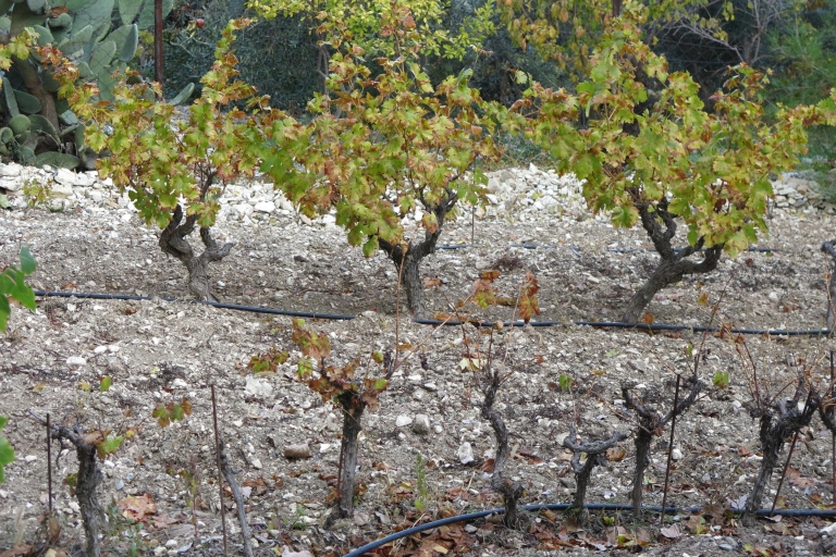 Grape Escape: Troodos Mountain Wine Tour with a Local From Limassol: Troodos Mountain Wine Tour with a Local