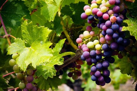 Виноградный побег: винный тур по горам Троодос с местным