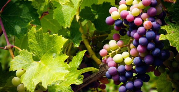 Cyprus: Troodos Mountain Wine Tour with a Local