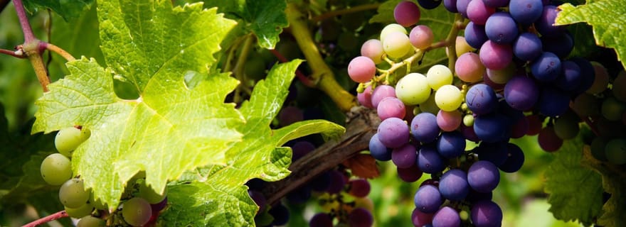Chypre : Visite des vignobles de la montagne Troodos avec un habitant
