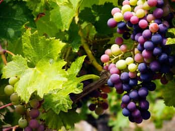 Chipre: Visita ao vinho da montanha de Troodos com um local
