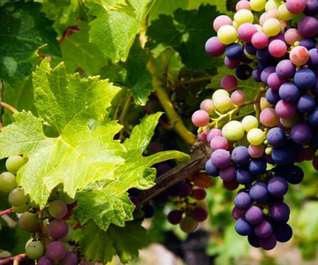 Cyprus: Troodos Mountain Wine Tour with a Local