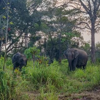 Hurulu Eco Park: 3-Hour Morning or Evening Safari