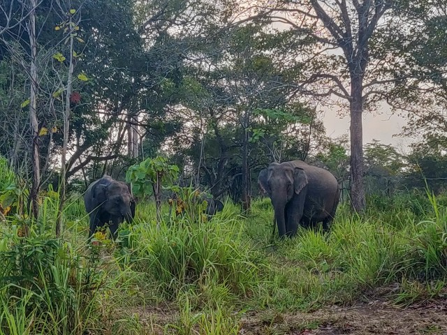 Visit Hurulu Eco Park 3-Hour Morning or Evening Safari in Sigiriya