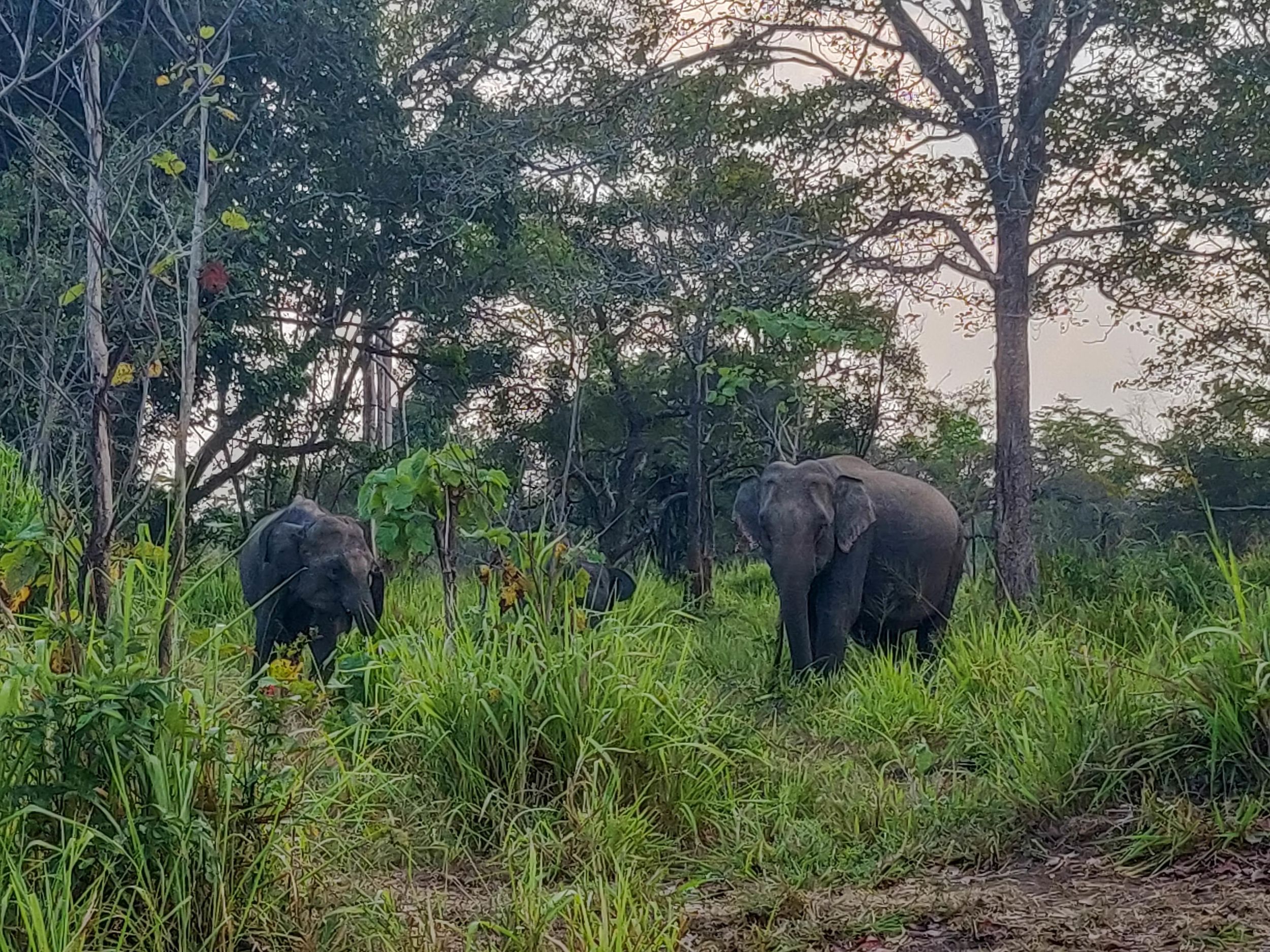 Hurulu Eco Park: 3-stündige private Safari am Morgen oder Abend