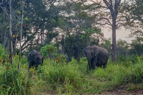 Hurulu Eco Park: Safari de 3 horas por la mañana o por la tarde