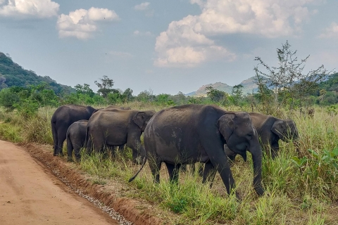 Hurulu Eco Park: Safari de 3 horas por la mañana o por la tarde