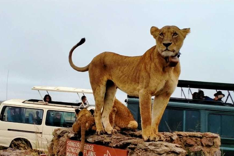 Nairóbi: Parque Nacional, Santuário de Elefantes e Centro de GirafasParque Nacional, girafas e passeio de elefante bebê - sem taxas