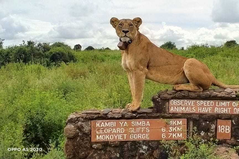 Nairóbi: Parque Nacional, Santuário de Elefantes e Centro de GirafasParque Nacional, girafas e passeio de elefante bebê - sem taxas