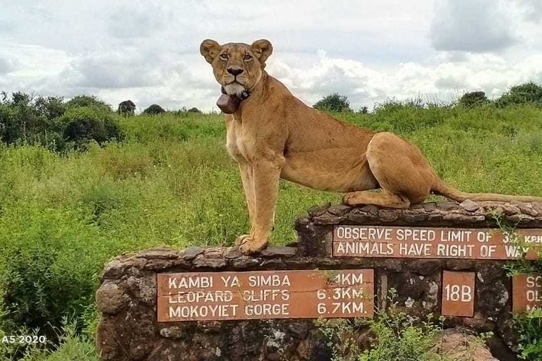 Nairóbi: Parque Nacional, Santuário de Elefantes e Centro de GirafasParque Nacional, girafas e passeio de elefante bebê - sem taxas