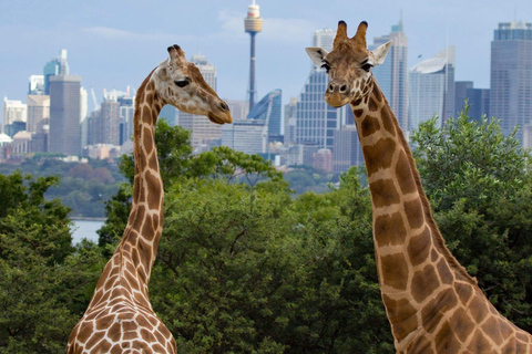 Nairóbi: Parque Nacional, Santuário de Elefantes e Centro de GirafasParque Nacional, girafas e passeio de elefante bebê - sem taxas