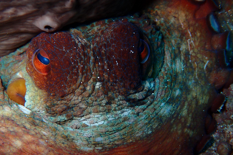 Menorca: Bautizo buceo desde barco con fotos incluidas