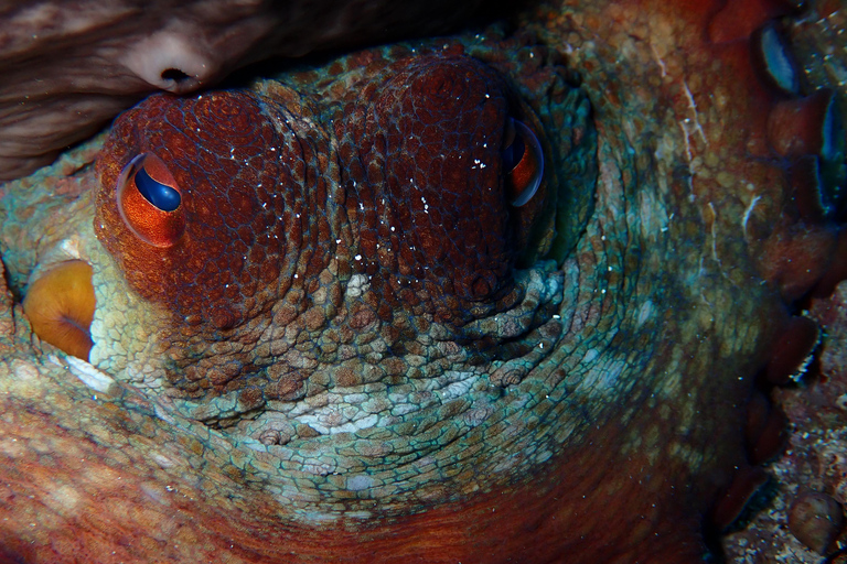 Menorca: Bautizo buceo desde barco con fotos incluidas