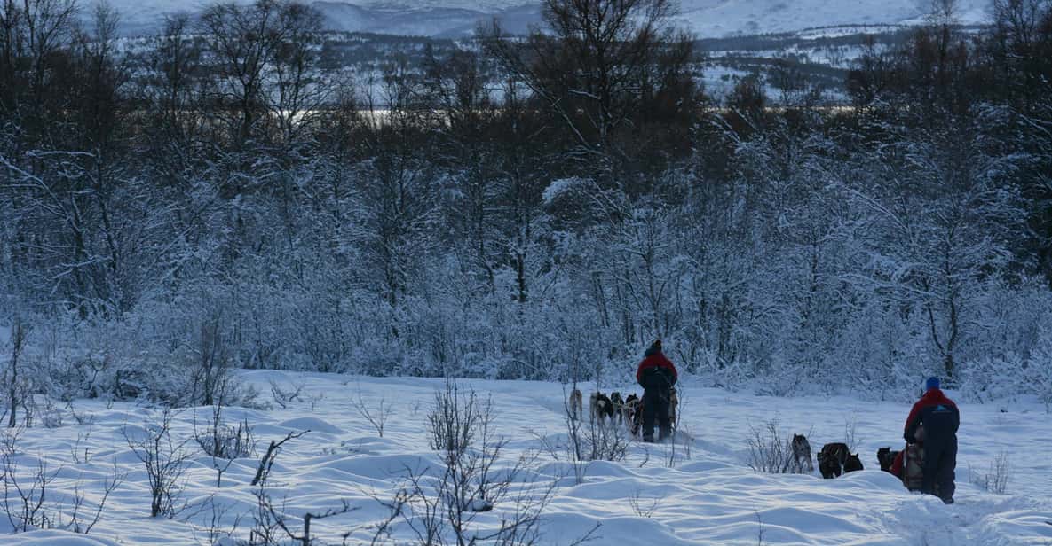 Tromsø: Self-Drive Husky Dog Sledding Adventure