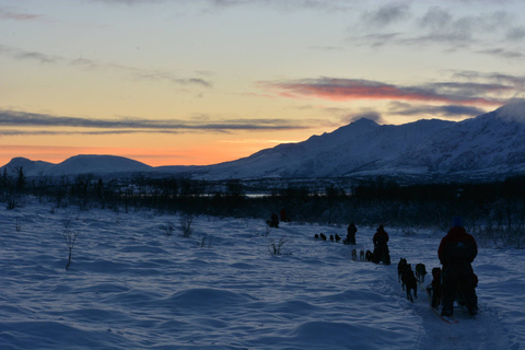 Tromsø: zelf een slee met husky's besturen