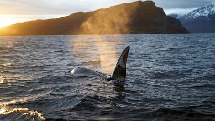 tromsø orca express whale watching cruise