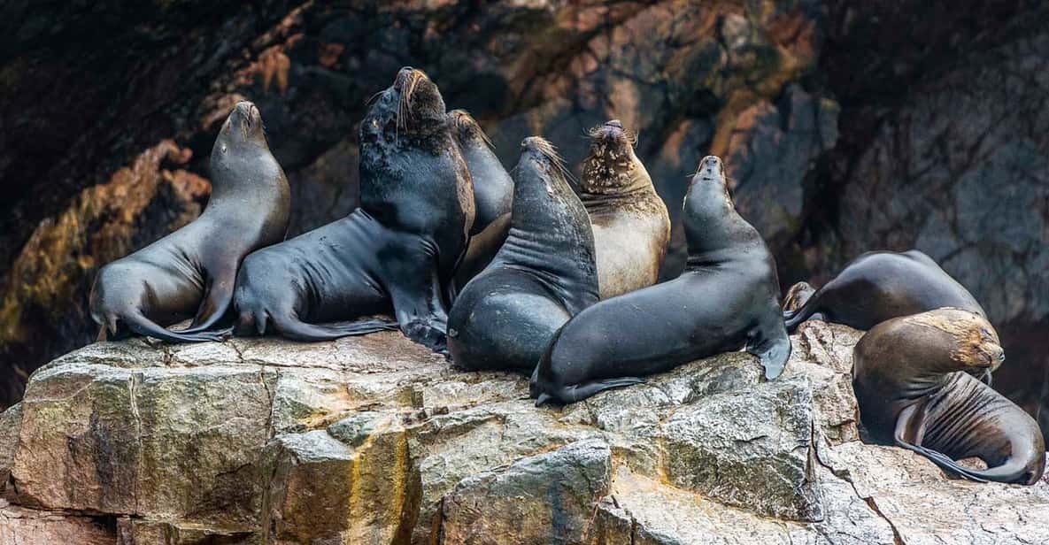 Desde Lima: Full-Day Tour of Islas Ballestas and Huacachina