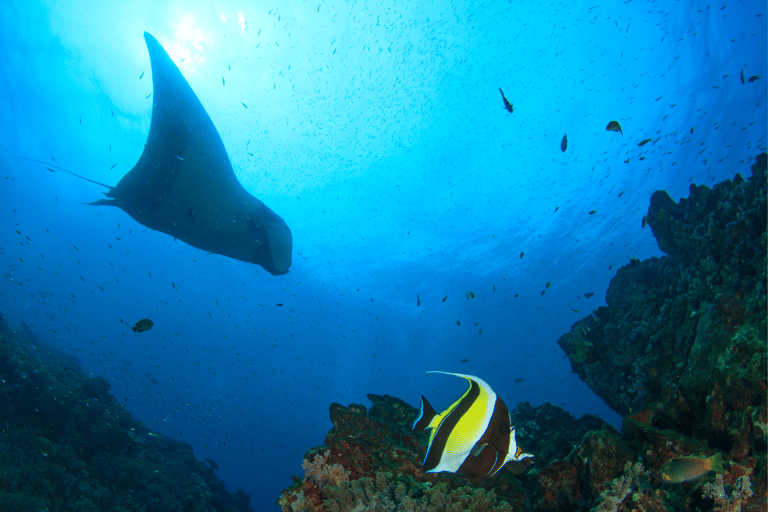 Nusa Penida: Snorkeling con le mante e la barriera corallinaGita privata: Snorkeling a Manta Bay