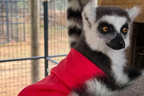 Orlando: Guided Wildlife Sanctuary Animal Encounter Tour Lakeland: Guided Wildlife Sanctuary Animal Encounter Tour