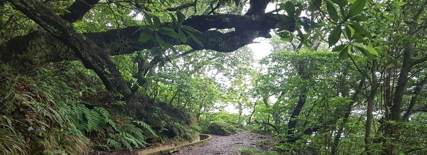 Madère: Levada Santo da Serra - Promenade privée Ribeiro Frio