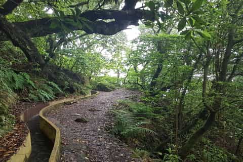 Madeira: Santo da Serra to Ribeiro Frio Private Walk