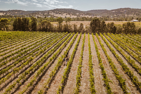 Vallée de Swan : Circuit semi-privé pour les amateurs de vin au départ de PerthExcursion d&#039;une journée au départ de Perth ou de Guildford