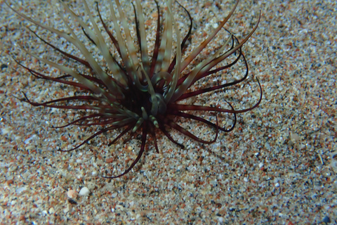 كوليمبيا، رودس: مغامرة غوص لجميع المستوياتكوليمبيا، رودس: مغامرة غوص للمبتدئين والمعتمدين