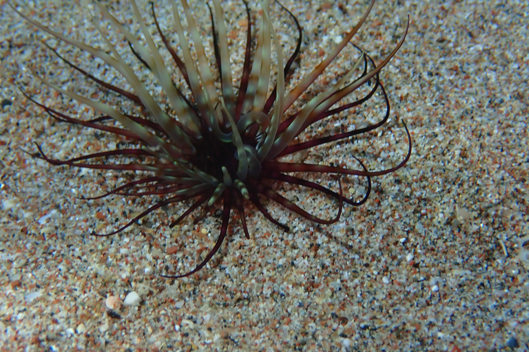 كوليمبيا، رودس: مغامرة غوص لجميع المستوياتكوليمبيا، رودس: مغامرة غوص للمبتدئين والمعتمدين