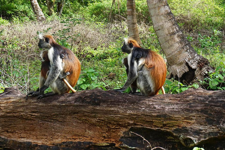 Zanzibar: Jozani Forest and Spice Farm Tour