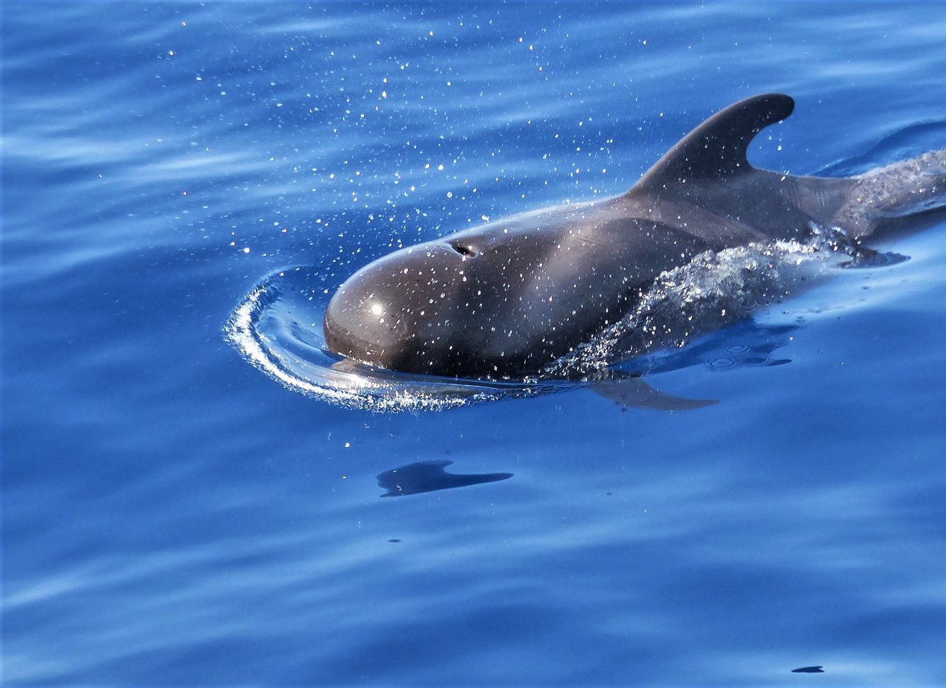 Tenerife: Los Gigantes hvalsafari med sejlbåd