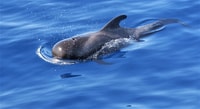 Tenerife, Los Gigantes Walbeobachtungs-Kreuzfahrt mit dem Segelboot - Hizvo