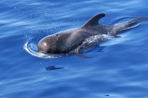 Los Gigantes: walvissen spotten per zeilboot met ophalenActiviteit zonder ophaalservice
