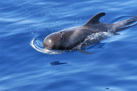 Los Gigantes: Whale Watching per Segelboot mit AbholungAktivität ohne Hotelabholung