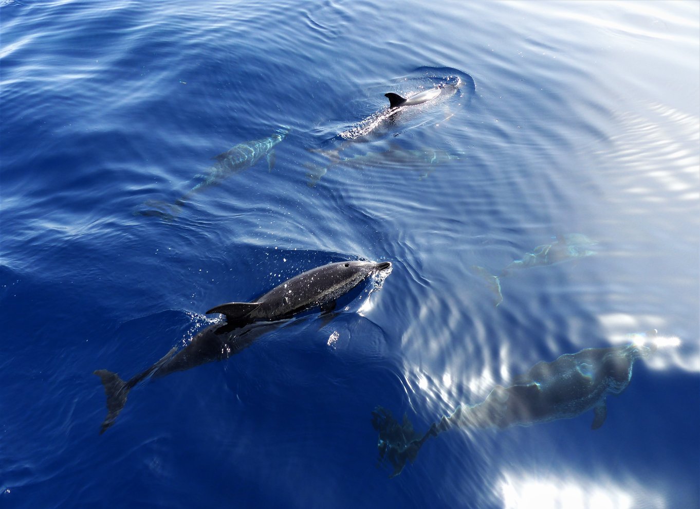 Tenerife: Los Gigantes hvalsafari med sejlbåd