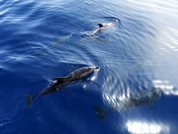 Tenerife, Los Gigantes Walbeobachtungs-Kreuzfahrt mit dem Segelboot - Hizvo