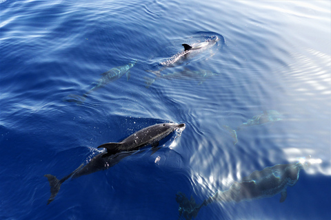 Tenerife: Los Gigantes Whale Watching Cruise by Sail Boat