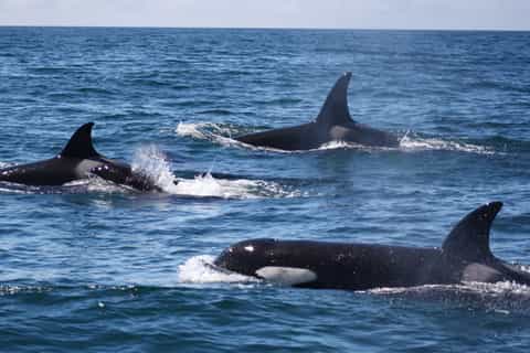 Lagos: Dolphin and Sea Life Watching