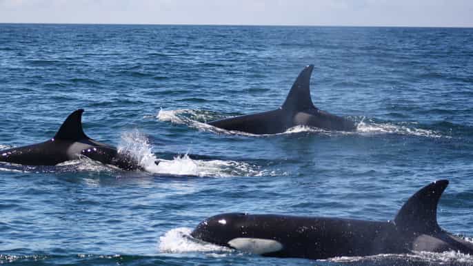 lagos dolphin and sea life watching