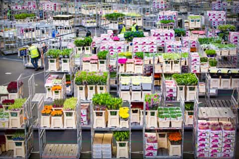Aalsmeer: Flower Auction Guided Tour